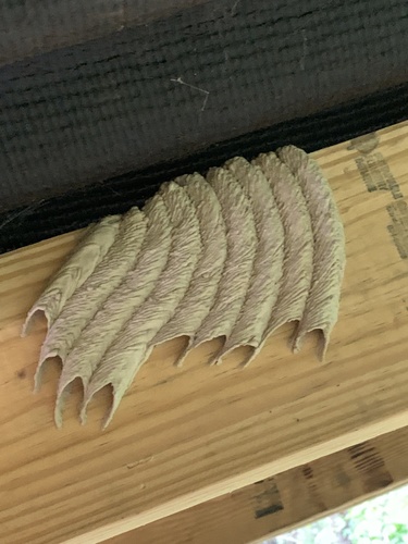Organ pipe mud dauber