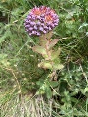 Hylotelephium anacampseros