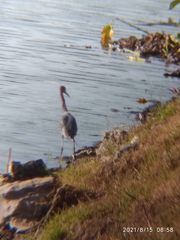 Egretta caerulea