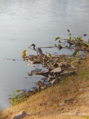Egretta caerulea