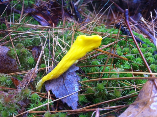 Irregular Earth Tongue