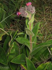 Pulmonaria longifolia