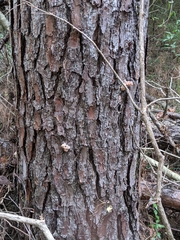 Dendroctonus terebrans