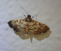 Salbia cassidalis