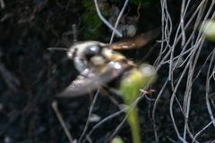 Bombus vancouverensis