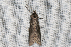Lepidoscia euryptera