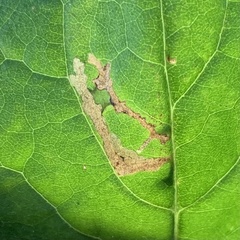 Scrobipalpula manierreorum