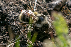 Bombus vancouverensis