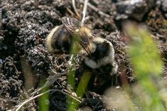 Bombus vancouverensis