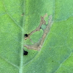 Scrobipalpula manierreorum