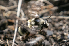 Bombus vancouverensis