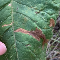 Scrobipalpula manierreorum