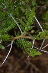 Vachellia permixta