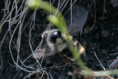 Bombus vancouverensis