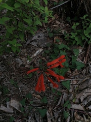 Salvia stolonifera