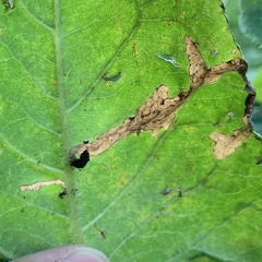 Scrobipalpula manierreorum