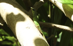 Anolis extremus