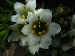 Diosma aspalathoides