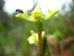 Disperis villosa