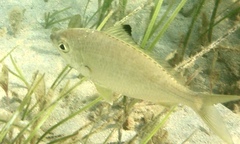Gerres subfasciatus