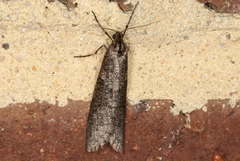 Lepidoscia euryptera