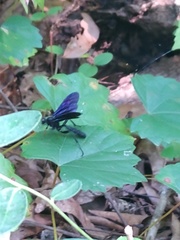 Gnamptopelta obsidianator