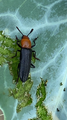 Languria laeta