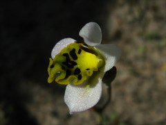 Disa flexuosa