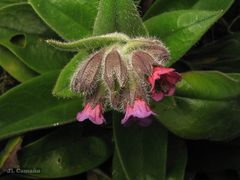 Pulmonaria longifolia