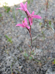 Disa obliqua