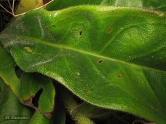 Pulmonaria longifolia
