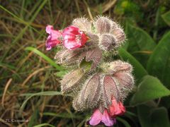 Pulmonaria longifolia