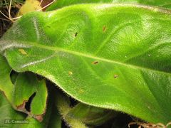 Pulmonaria longifolia