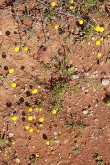 Oncosiphon pilulifer