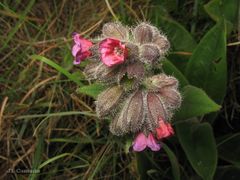 Pulmonaria longifolia