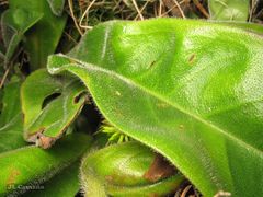 Pulmonaria longifolia
