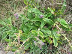 Pulmonaria longifolia