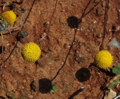 Oncosiphon pilulifer