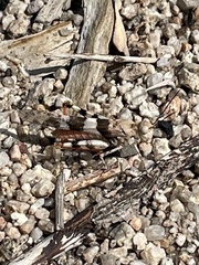 Trimerotropis californica