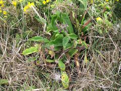 Pulmonaria longifolia