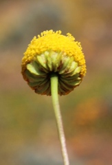 Oncosiphon pilulifer