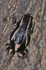 Phrynomantis bifasciatus