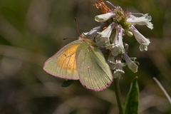 Colias meadii