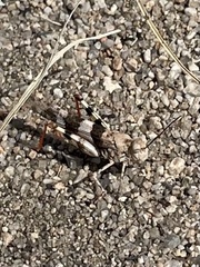 Trimerotropis californica