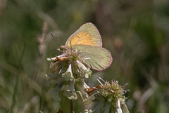 Colias meadii
