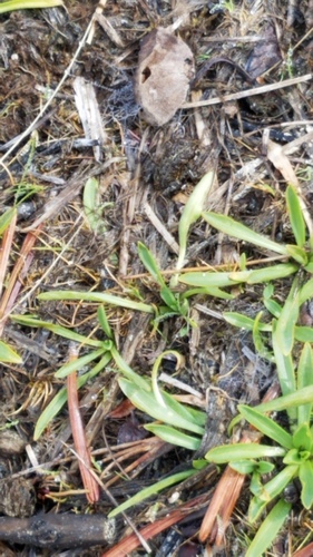 iNaturalist observation photo of North American Toads