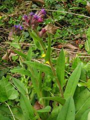 Pulmonaria longifolia