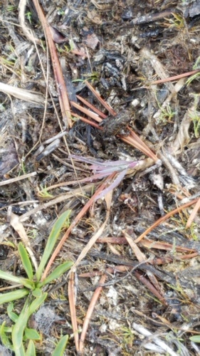 iNaturalist observation photo of North American Toads