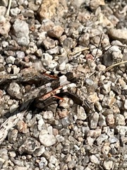 Trimerotropis californica