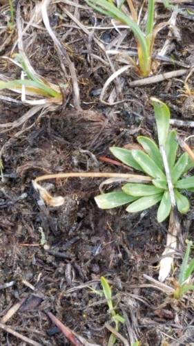 iNaturalist observation photo of North American Toads